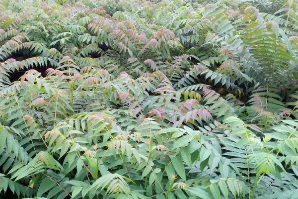 香椿适合在哪里种植