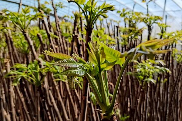 香椿适合在哪里种植