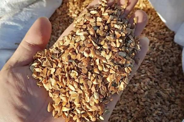 香椿适合在哪里种植