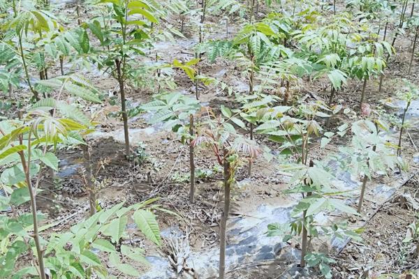 香椿适合在哪里种植