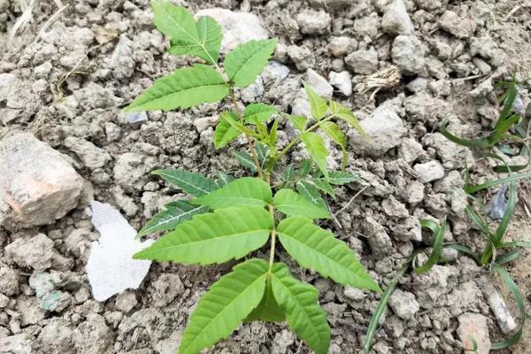 香椿适合在哪里种植