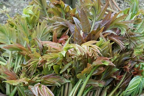 香椿适合在哪里种植