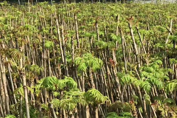 香椿适合在哪里种植