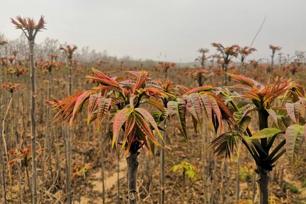 香椿适合在哪里种植