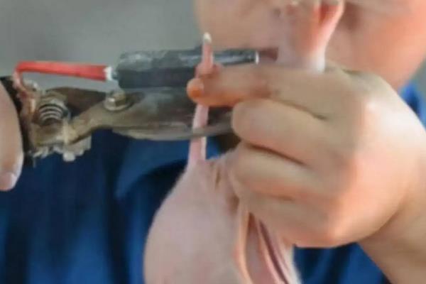 刚下的小猪怎么管理