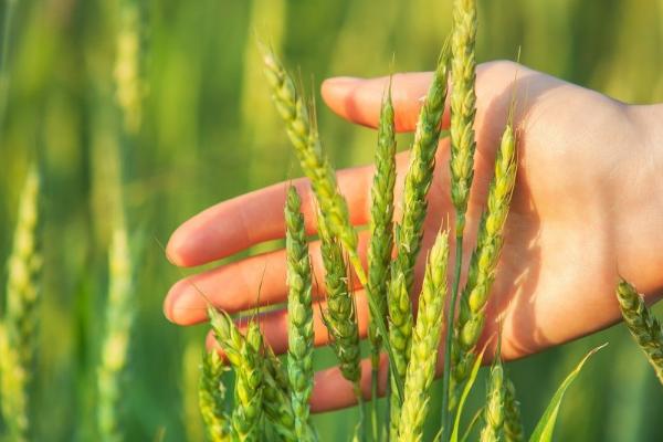 我国南方和北方主要种植的粮食作物分别是什么,北方农业以什么为主