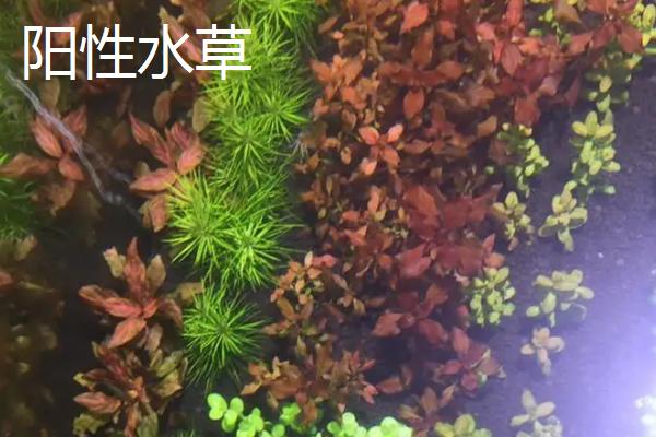 阴性水草和阳性水草的区别，光照如何控制