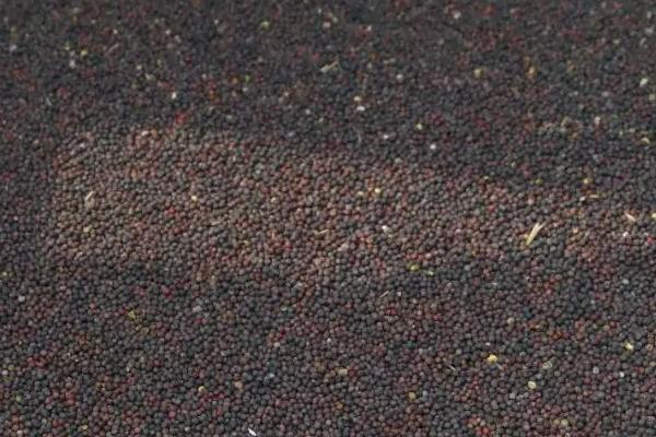 杂交油菜株距和行距,油菜杂交制种技术