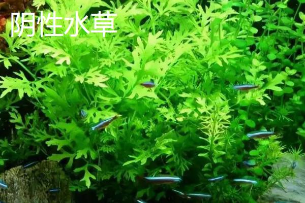 阴性水草和阳性水草的区别，光照如何控制