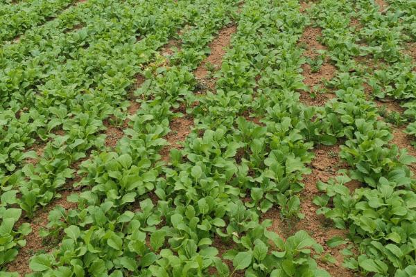 杂交油菜株距和行距,油菜杂交制种技术