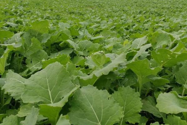 杂交油菜株距和行距,油菜杂交制种技术