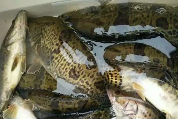 龙鳞鱼和龙利鱼区别，除了龙利鱼还有什么鱼是无骨的