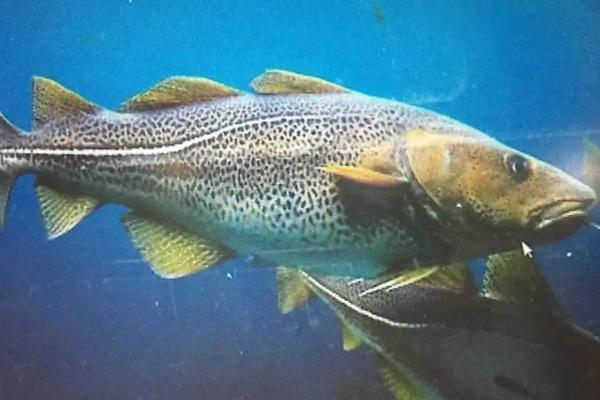 龙鳞鱼和龙利鱼区别，除了龙利鱼还有什么鱼是无骨的