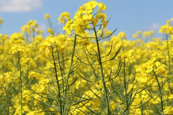 杂交油菜株距和行距,油菜杂交制种技术