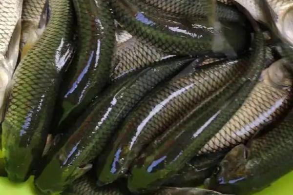 淡水鱼养殖技术与鱼塘管理,什么淡水鱼长得快又大