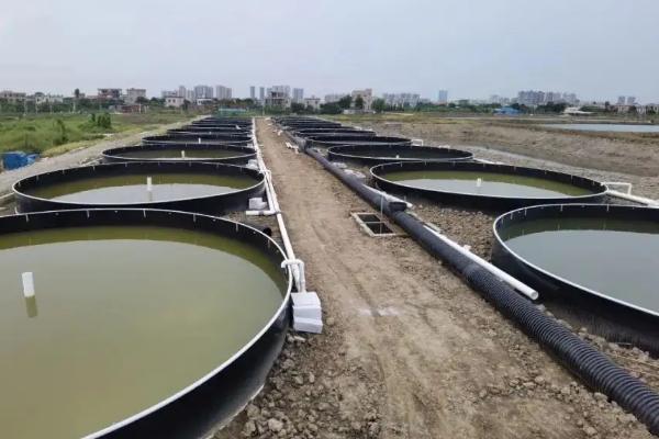 黑鱼养殖的条件和要求,野生黑鱼与养殖的有哪些区别