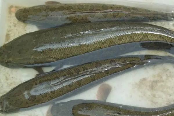 黑鱼养殖的条件和要求,野生黑鱼与养殖的有哪些区别