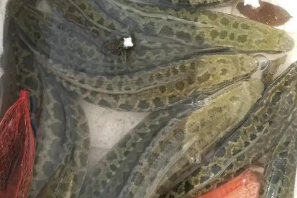 黑鱼养殖的条件和要求,野生黑鱼与养殖的有哪些区别