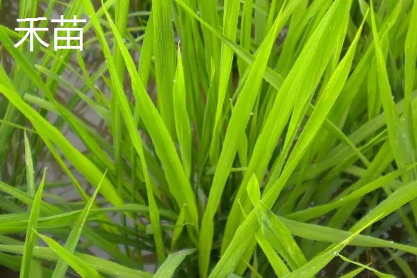 禾苗和草的区别,禾苗是稻子还是麦子