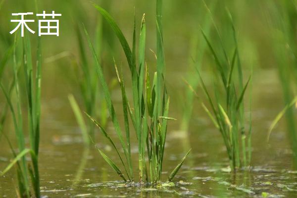 禾苗和草的区别,禾苗是稻子还是麦子