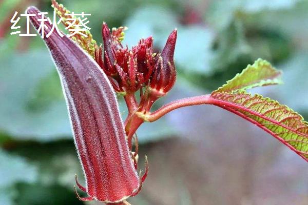 黄秋葵和红秋葵的区别