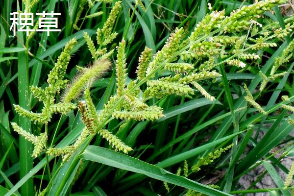 禾苗和草的区别,禾苗是稻子还是麦子