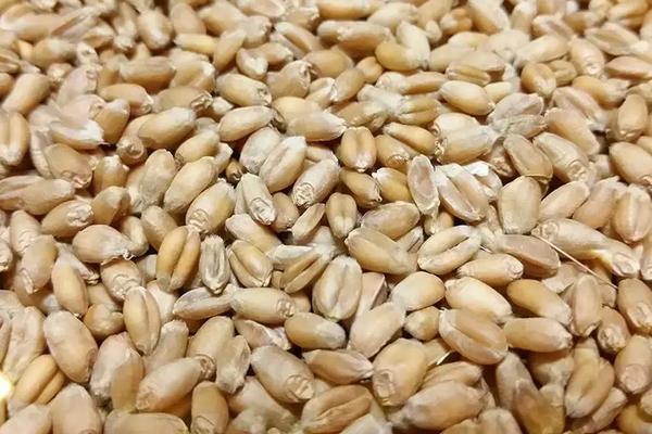 小麦种子过了保质期能种吗,怎么种