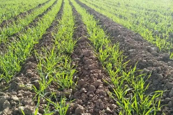 小麦种子过了保质期能种吗,怎么种