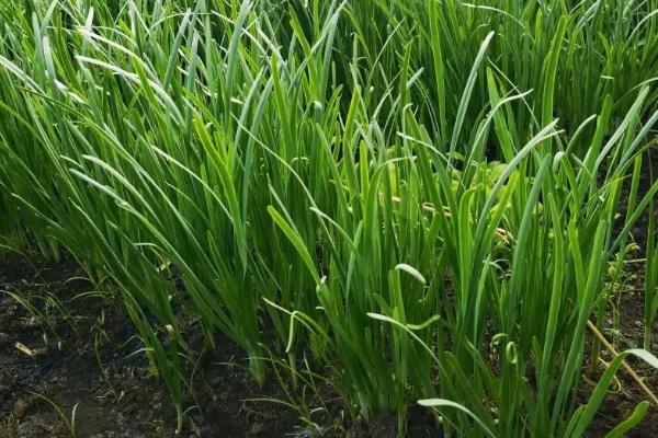 一亩韭菜一茬收多少斤，附种植方法