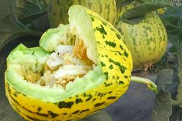 香瓜种植方法,春季露地香瓜种植技术