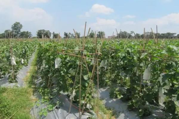 香瓜种植方法,春季露地香瓜种植技术