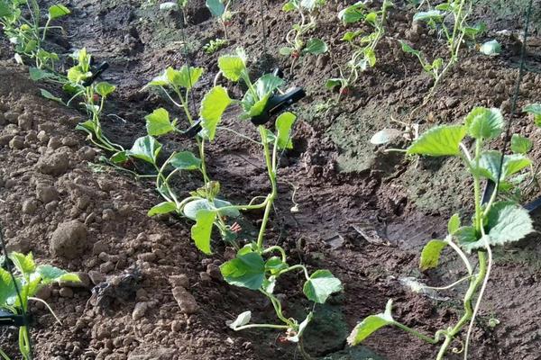 香瓜种植方法,春季露地香瓜种植技术
