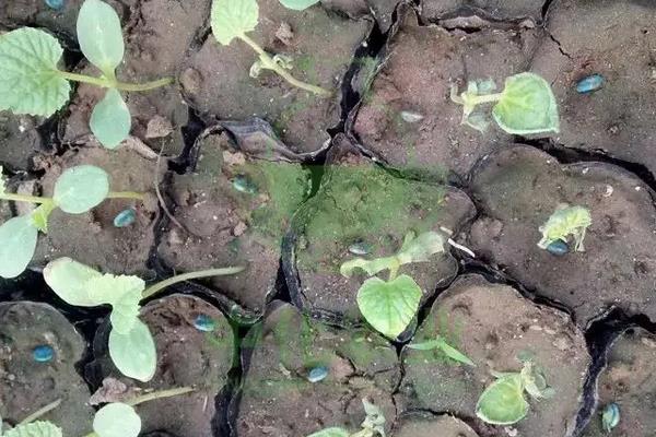 香瓜种植方法,春季露地香瓜种植技术