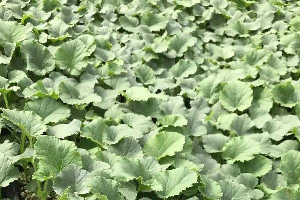 香瓜种植方法,春季露地香瓜种植技术