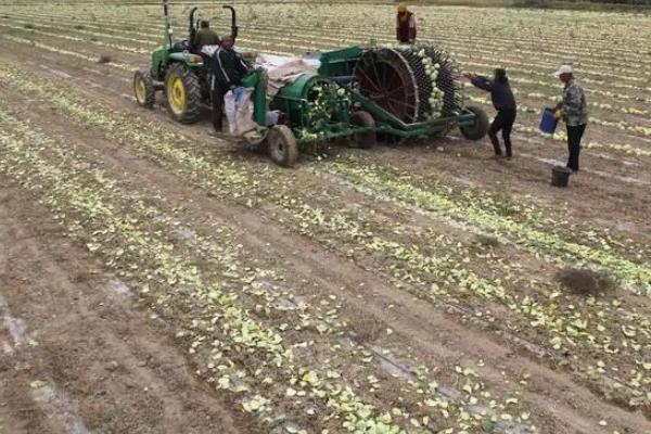 打瓜种植技术，什么时候种植合适