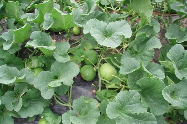 打瓜种植技术，什么时候种植合适