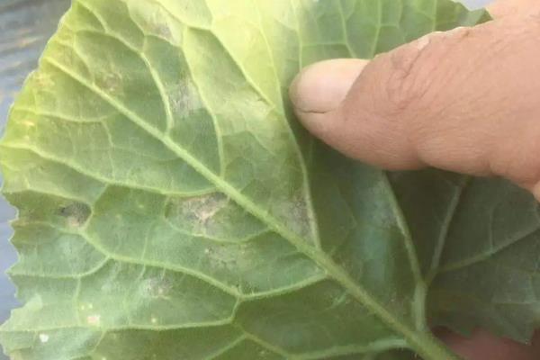 甜瓜病害图片及防治,附甜瓜种植方法