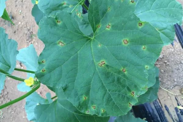 甜瓜病害图片及防治,附甜瓜种植方法