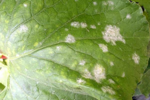 甜瓜病害图片及防治,附甜瓜种植方法