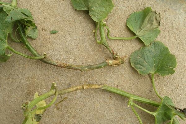 甜瓜病害图片及防治,附甜瓜种植方法