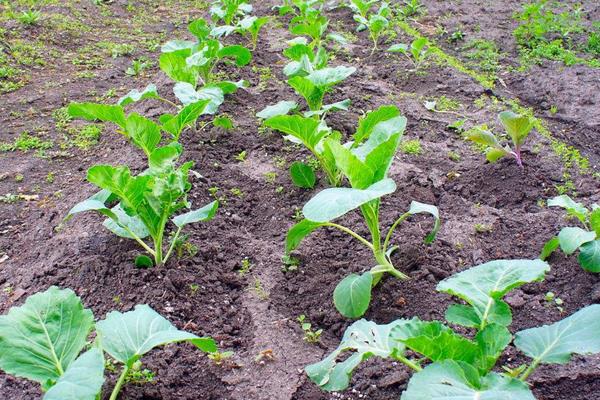 甘蓝用什么肥包心快,附种植方法