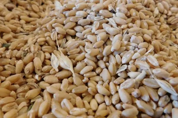 小麦种子过了保质期能种吗,怎么种