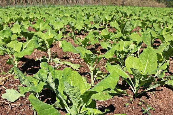 甘蓝用什么肥包心快,附种植方法