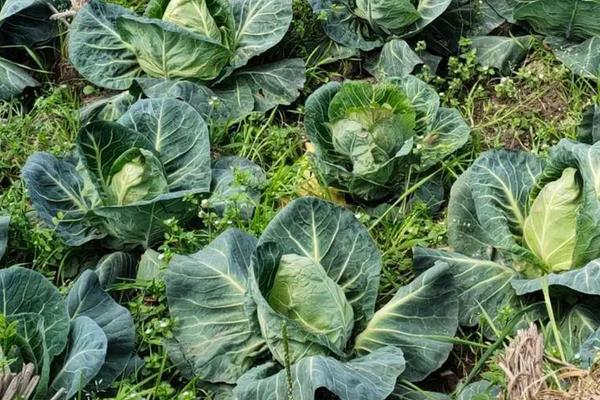 甘蓝用什么肥包心快,附种植方法
