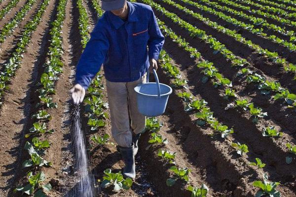 甘蓝用什么肥包心快,附种植方法