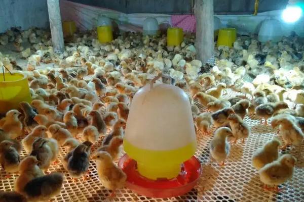 为什么染色的小鸡养不活,刚买回来的小鸡仔怎么养