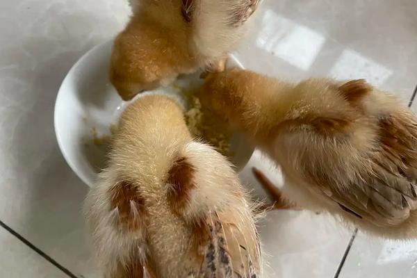 为什么染色的小鸡养不活,刚买回来的小鸡仔怎么养