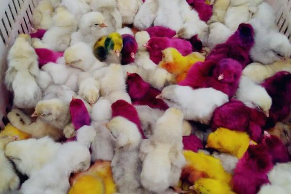 为什么染色的小鸡养不活,刚买回来的小鸡仔怎么养