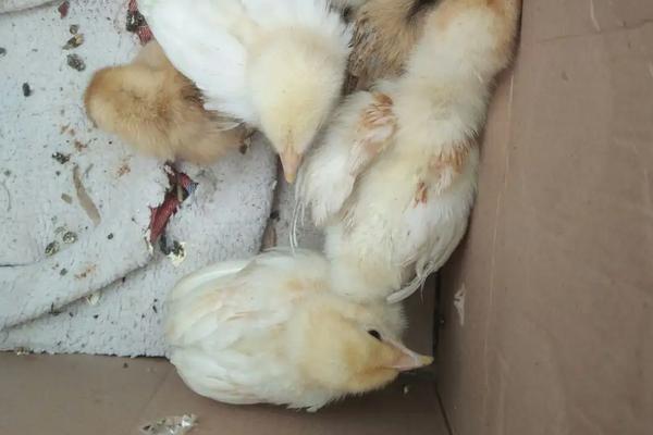 为什么染色的小鸡养不活,刚买回来的小鸡仔怎么养