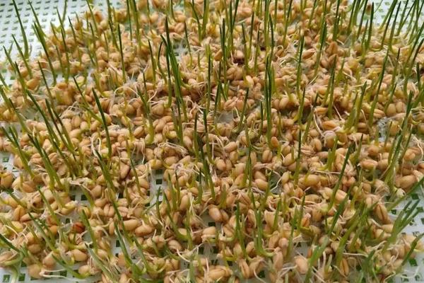 小麦种子怎么种水培，附水培注意事项